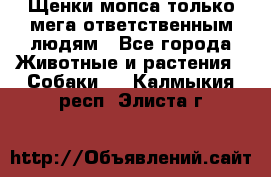 Щенки мопса только мега-ответственным людям - Все города Животные и растения » Собаки   . Калмыкия респ.,Элиста г.